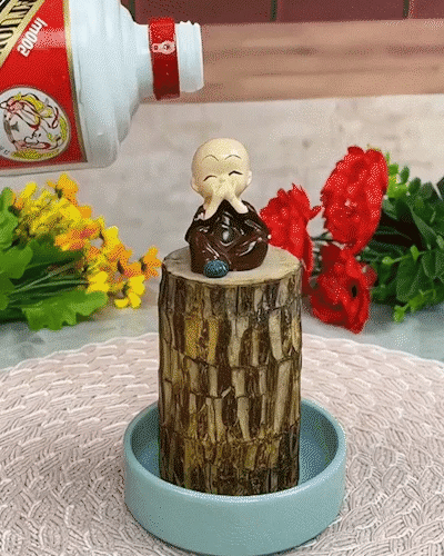 Magical Sprouting Brazilian Lucky Wood Plant pick your product india