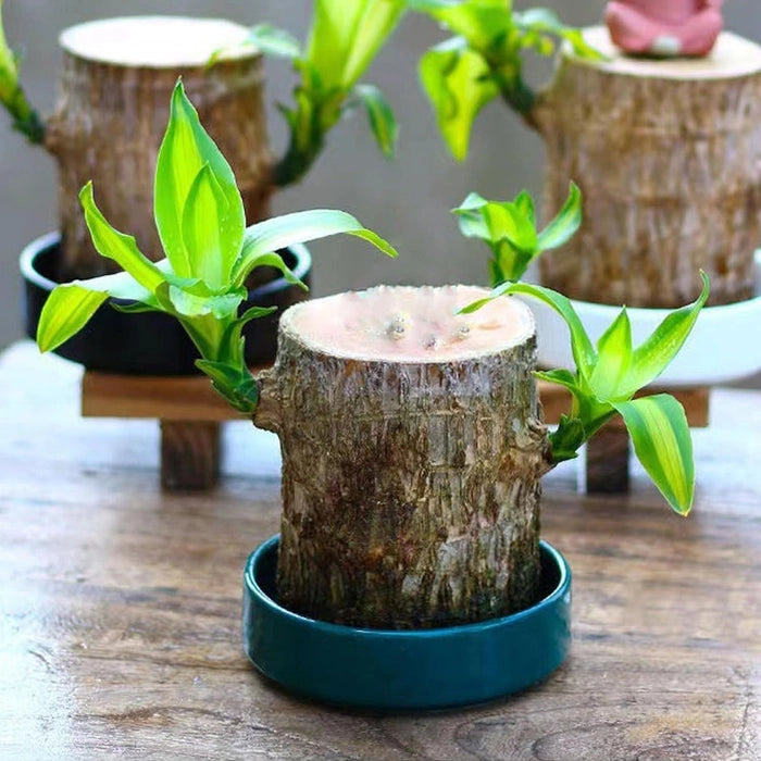 Magical Sprouting Brazilian Lucky Wood Plant pick your product india