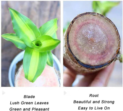 Magical Sprouting Brazilian Lucky Wood Plant pick your product india