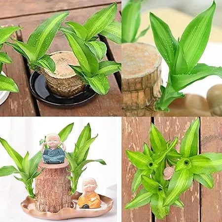 Magical Sprouting Brazilian Lucky Wood Plant pick your product india