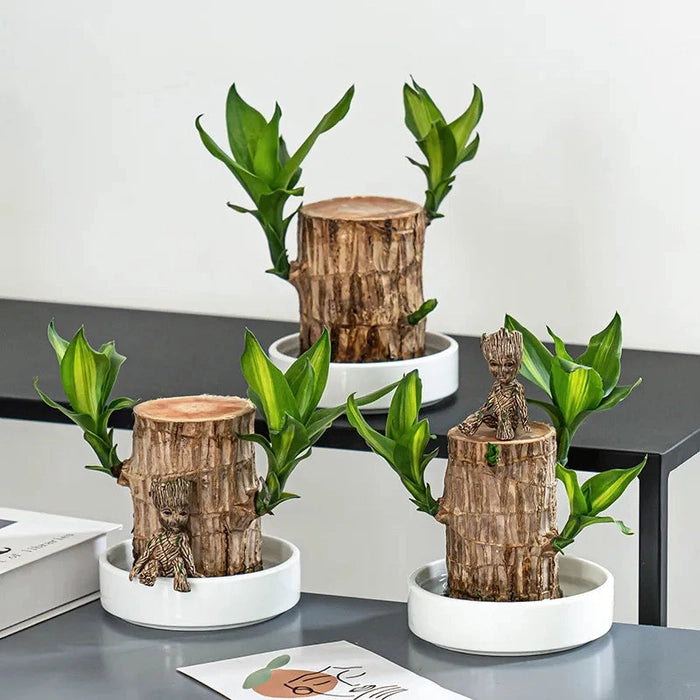 Magical Sprouting Brazilian Lucky Wood Plant pick your product india