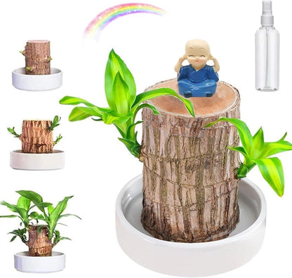 Magical Sprouting Brazilian Lucky Wood Plant pick your product india