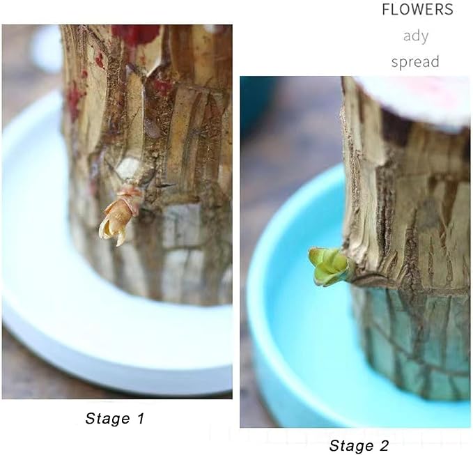 Magical Sprouting Brazilian Lucky Wood Plant pick your product india