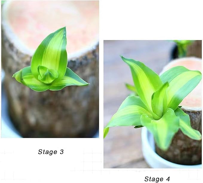 Magical Sprouting Brazilian Lucky Wood Plant pick your product india