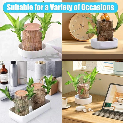 Magical Sprouting Brazilian Lucky Wood Plant pick your product india