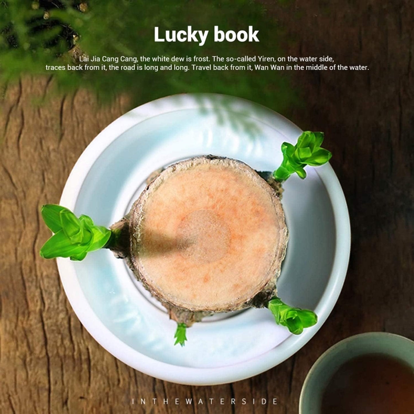 Magical Sprouting Brazilian Lucky Wood Plant pick your product india